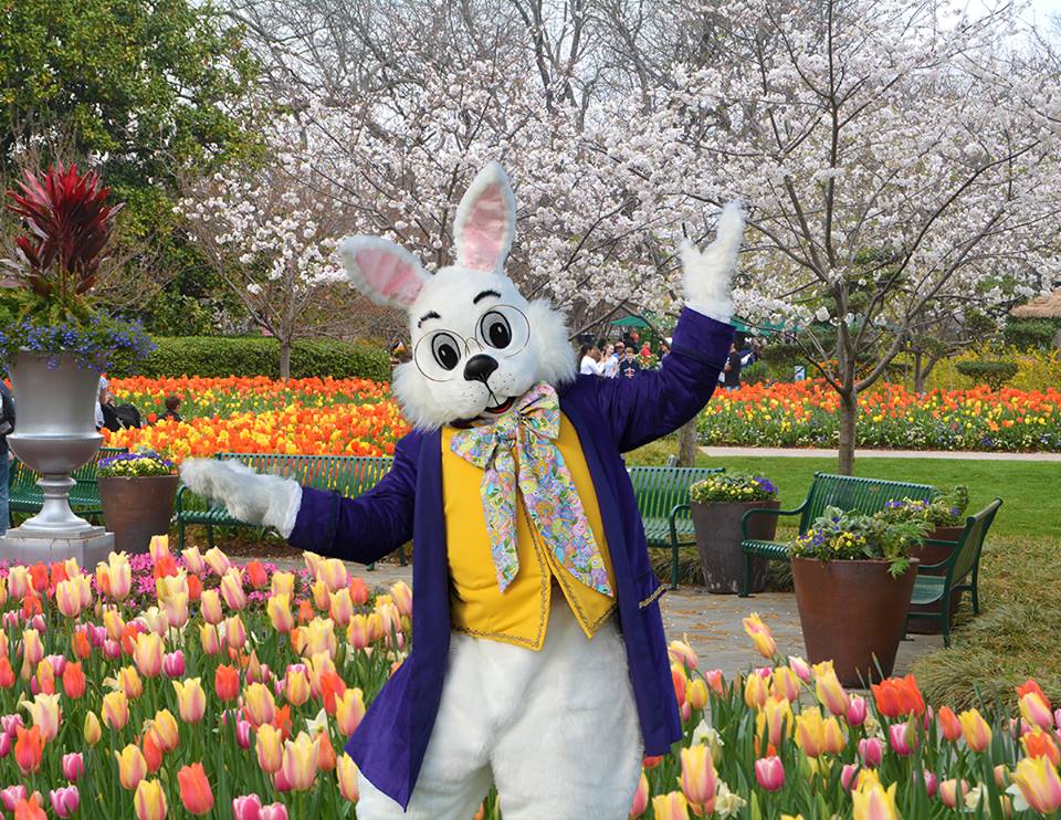Easter bunny character at arboretum spring celebration
