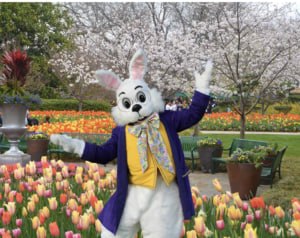 Professional Easter Bunny outdoors at a spring celebration